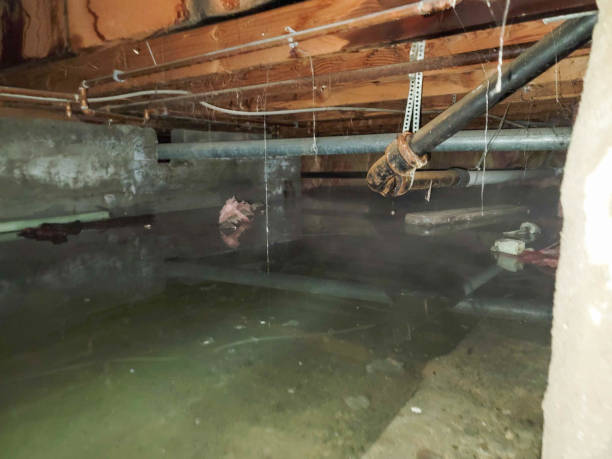 Best Basement water damage restoration  in Prosperity, SC