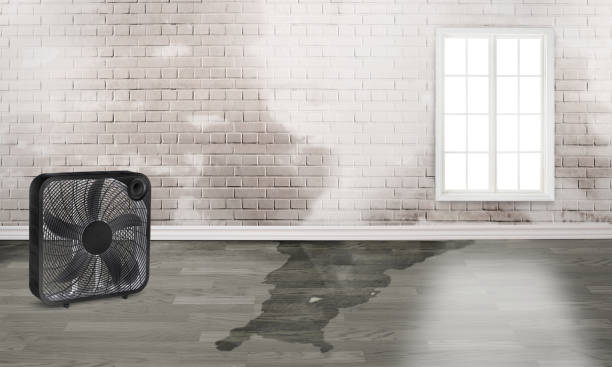 Best 24/7 water damage repair  in Prosperity, SC