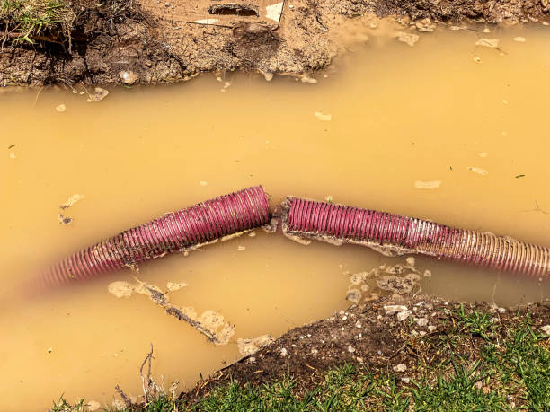 Best Water damage cleanup near me  in Prosperity, SC